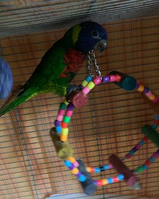 Lori arcobaleno