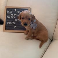 Cuccioli golden retriever inglesi