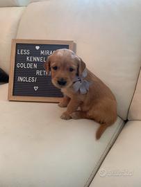 Cuccioli golden retriever inglesi