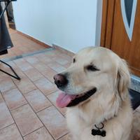 Cerc.o maschio Golden retriever