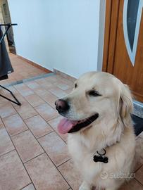 Cerc.o maschio Golden retriever