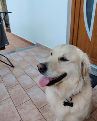 Cerc.o maschio Golden retriever