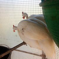 Animali. Uccelli faraone bianche uccelli