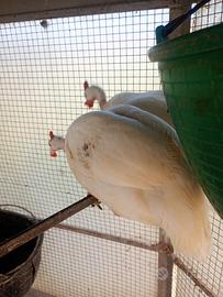 Animali. Uccelli faraone bianche uccelli