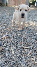 cucciolo dogo sardo