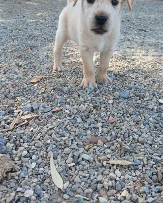 cucciolo dogo sardo