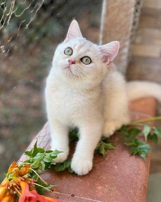 British Shorthair
