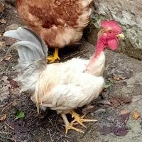 Pollo chicchirinello a collo nudo