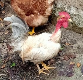 Pollo chicchirinello a collo nudo