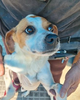 Miranda: solo 12 kg, 3 anni, dolcissima