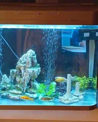 Acquario