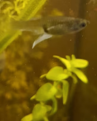 Endler