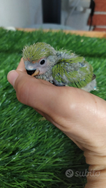 Inseparabili allevati a mano