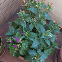 Semi di Belle di Notte – 20-100 semi