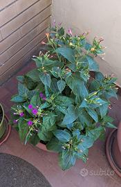 Semi di Belle di Notte – 20-100 semi