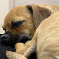 Cagnolino 6 mesi Chiuhauha e bassotto