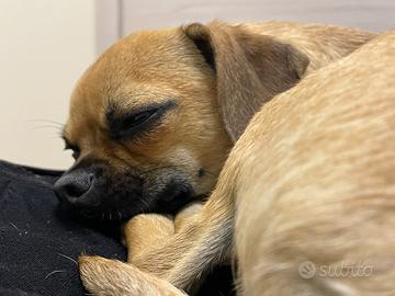 Cagnolino 6 mesi Chiuhauha e bassotto