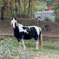 Pony gravida