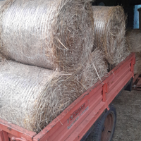 Vendita mini rotoballe