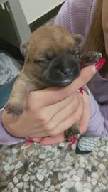 Cucciole di pechinese