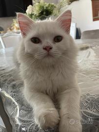 Gattino persiano white
