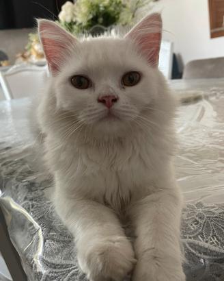 Gattino persiano white