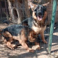 Cucciole di pastore tedesco