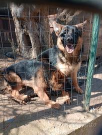 Cucciole di pastore tedesco