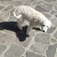 Ultimo cucciolo barboncino