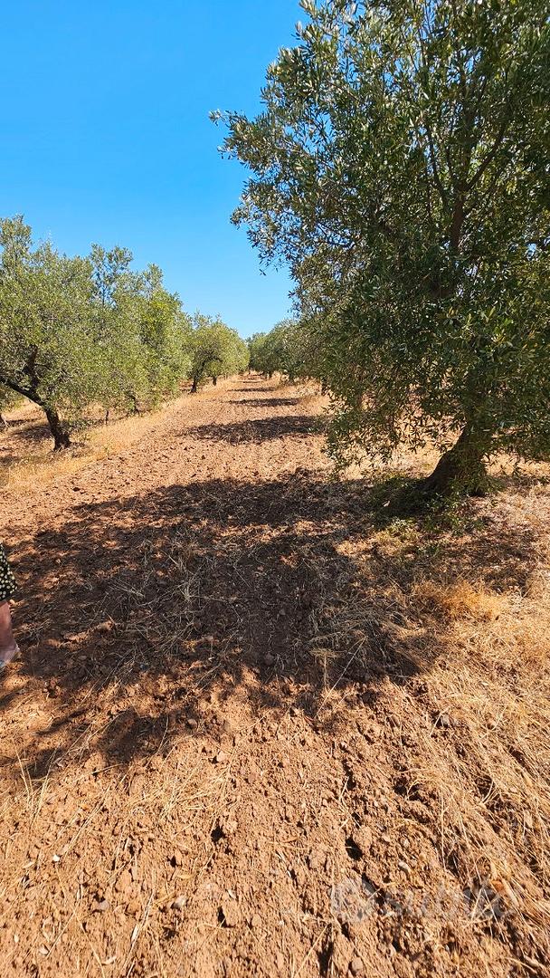 Terreno Agricolo in produzione - Vista 5