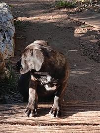 Cuccioli di cane corso