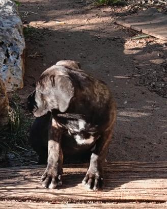 Cuccioli di cane corso