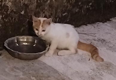 Cucciolo di gatto bianco e arancione