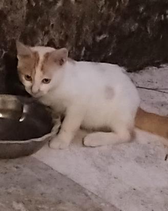 Cucciolo di gatto bianco e arancione