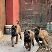 Cucciolo pastore belga malinois