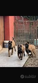 Cucciolo pastore belga malinois