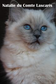 NATALIE gatta razza RAGDOLL dolcissima