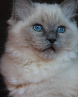 NATALIE gatta razza RAGDOLL dolcissima
