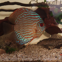 Discus