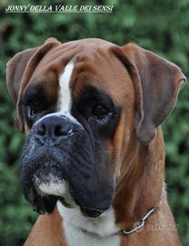 Boxer cuccioli a verona
