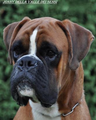 Boxer cuccioli a verona