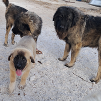 Cuccioli pastore del caucaso
