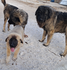 Cuccioli pastore del caucaso