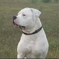 American Bulldog Scott Total Whithe