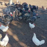 Tacchini oche papere germano galli galline