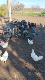 Tacchini oche papere germano galli