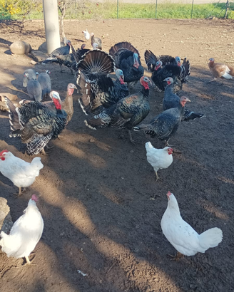 Tacchini oche papere germano galli galline