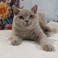 British Shorthair lilac