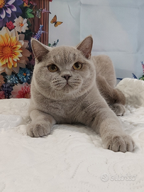 British Shorthair lilac