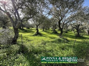 Oristano / Silì - ULIVETO 1.000 piante